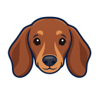 Dachshund