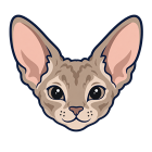 Devon Rex cat