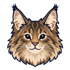 Maine Coon cat